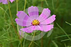 Beautiful Pink CosmosÂ  blossom on isolated green background